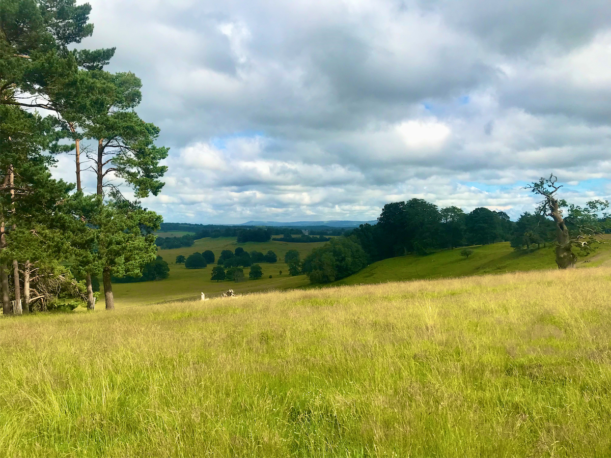 View from the Upperton Monument, Petworth Park © Thomas Deckker 2021